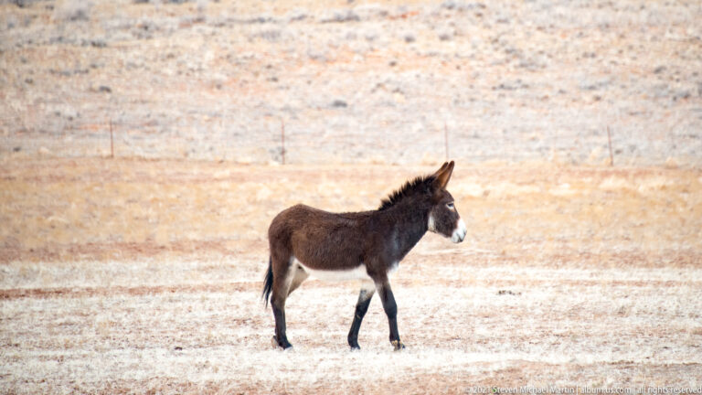 A brown donkey stands in right-facing profile on a pale frosty field.