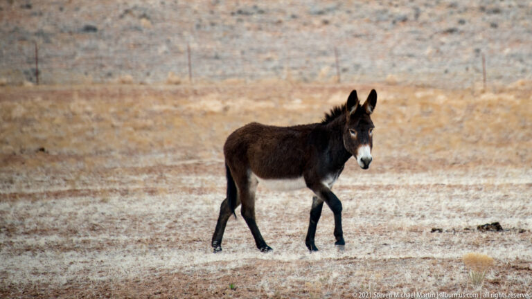 A dark donkey steps toward the viewer across a pale field, one foreleg lifted.