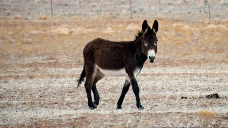 A dark donkey faces the camera, its upright ears and white muzzle prominent against a blurred pale field.