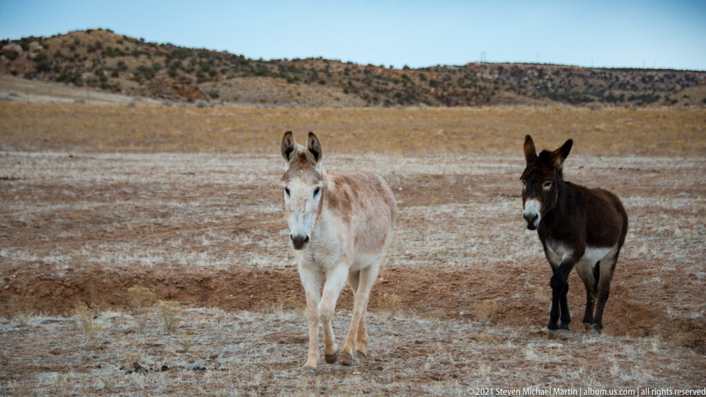 A pale donkey and a dark donkey walk toward the camera across an open brown field.