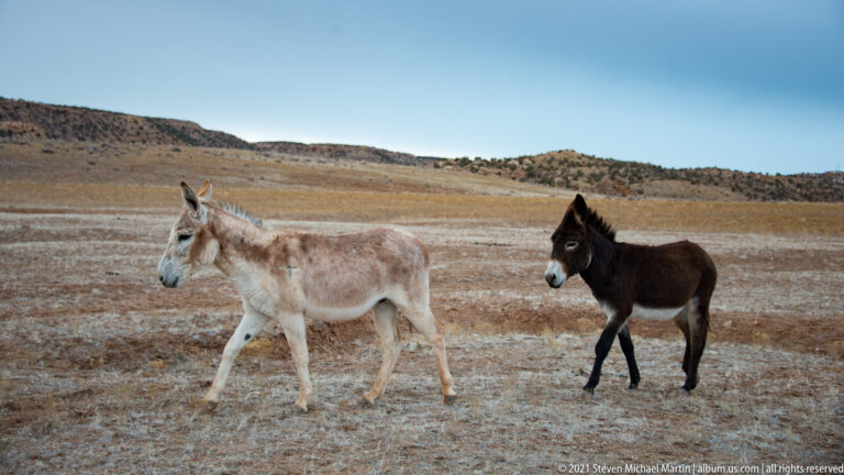 A pale donkey walks right with a dark donkey following behind across a frosty field.