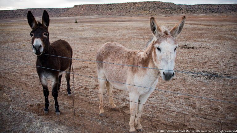 A dark and a pale donkey stand close behind several strands of wire fencing.