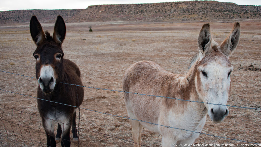 A pale donkey in the foreground and a dark donkey behind it look toward the camera through wire fencing.