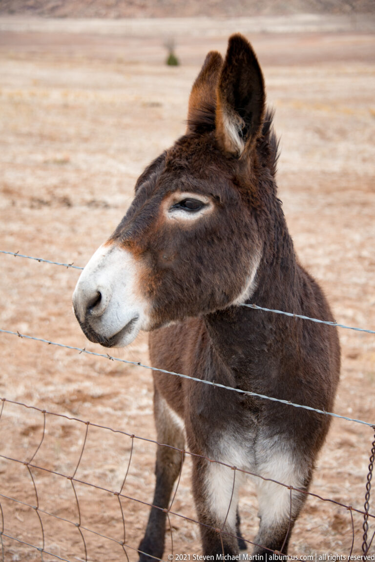 Close profile of a dark donkey with a white muzzle behind two strands of wire.