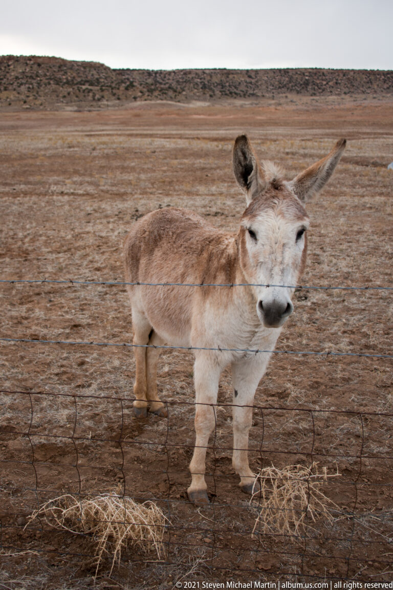 A pale donkey stands behind a wire fence in a broad brown field with low hills beyond.