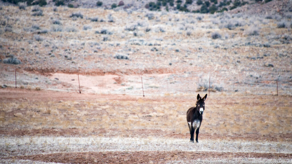 A dark donkey stands in a wide pale field, with a wire fence and low scrub behind it.