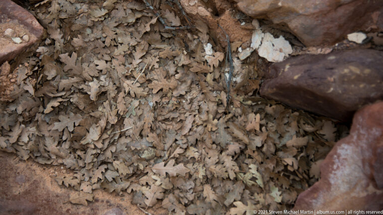 Dry lobed leaves and fine stems fill a shaded crevice between reddish sandstone rocks.