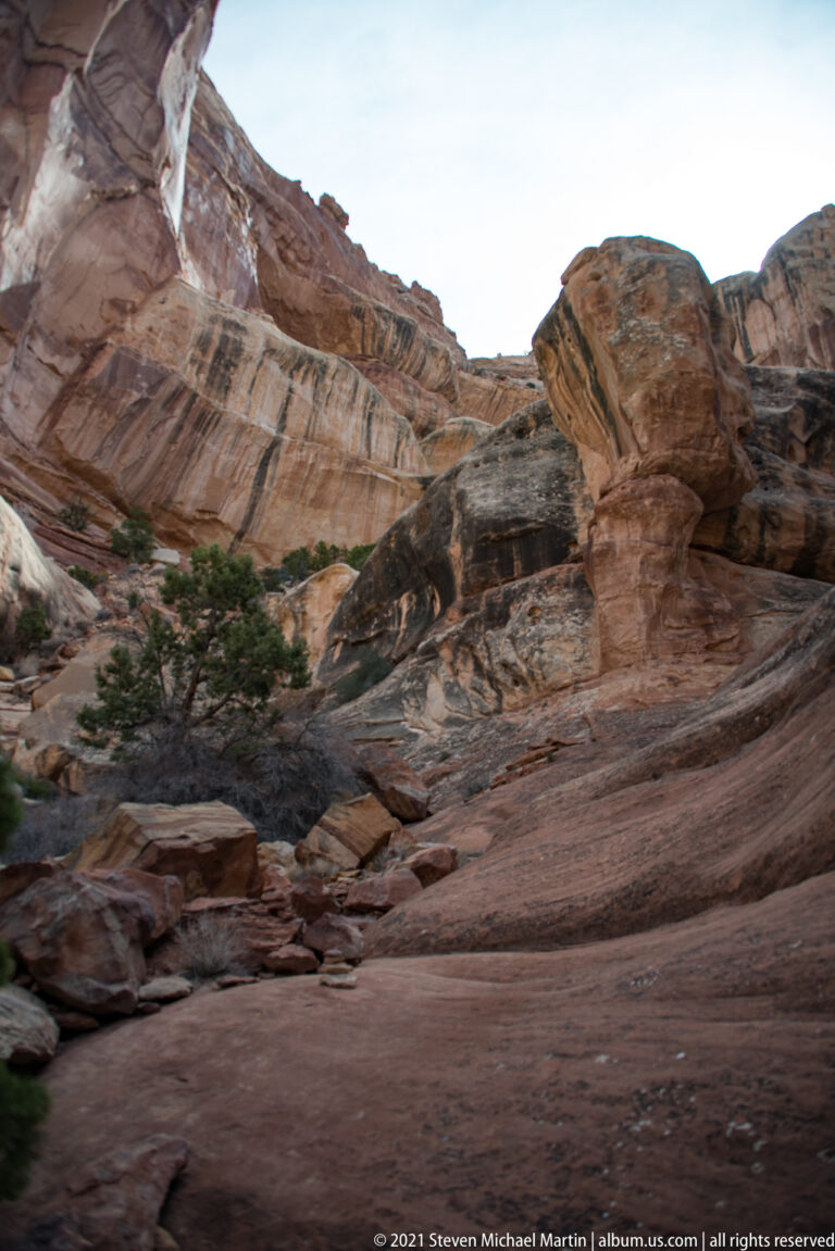 A small shrub grows on a sloping rock shelf beneath a high, banded sandstone cliff.
