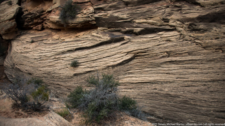 Wavy sandstone layers cross a steep face, with a small shrub growing from a fissure below.
