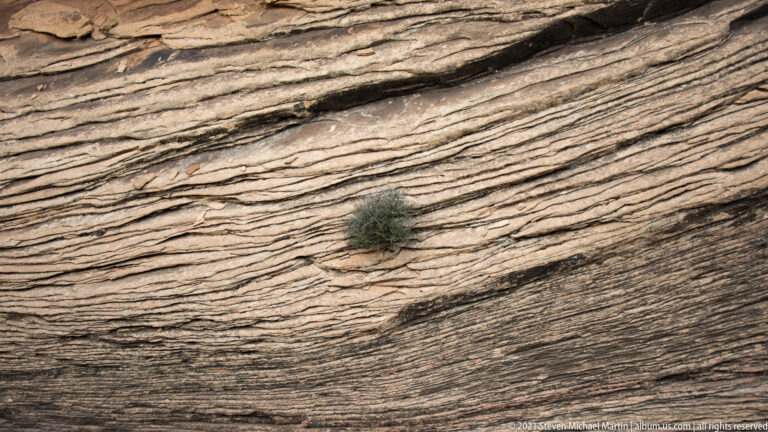 A small shrub grows from a crack in sloping sandstone crossed by fine diagonal bands.