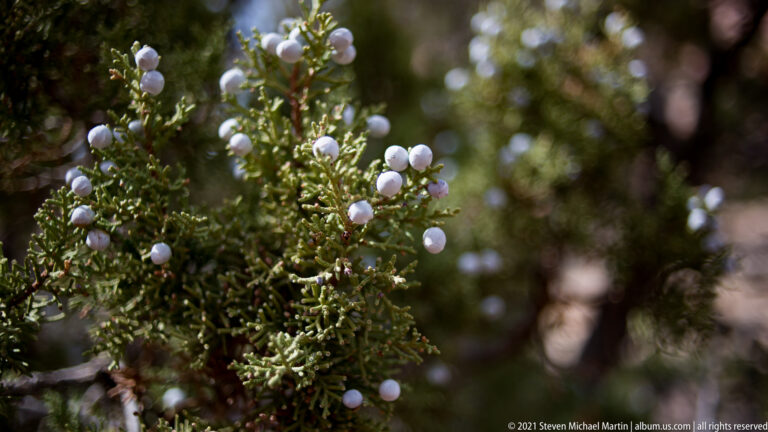 Pale blue-gray juniper berries cluster among green scale-like leaves against a softly blurred background.