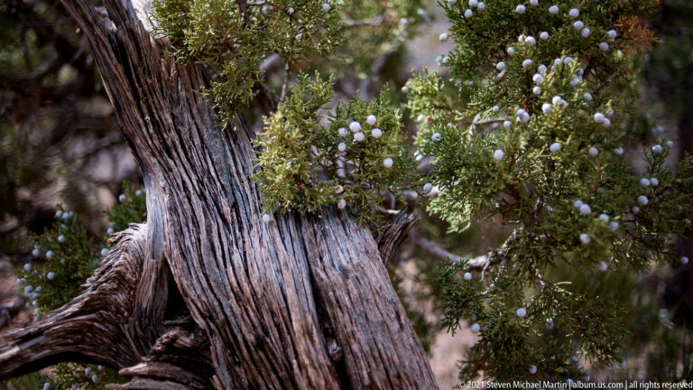 A furrowed juniper trunk and branches with blue-gray cones fill the foreground against a blurred woodland background.