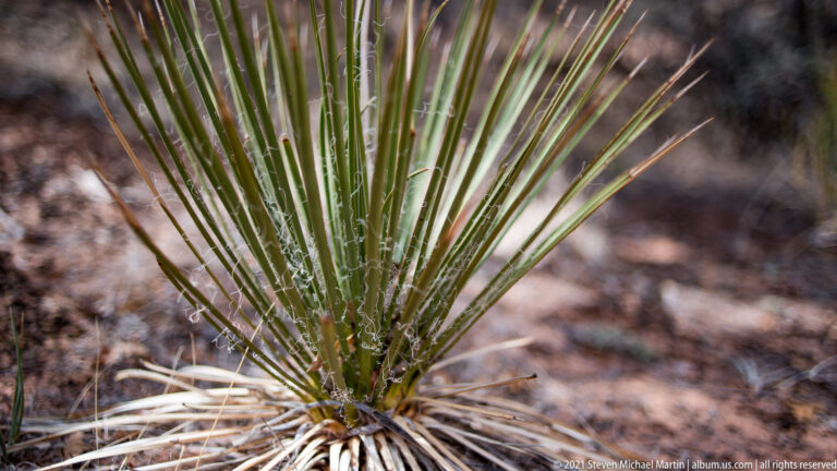 A dense rosette of long, narrow green and straw-colored leaves spreads across dry ground.