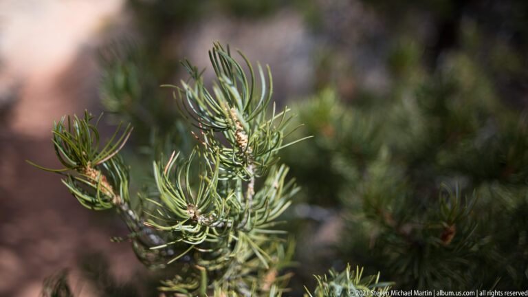 A branching evergreen twig with long clusters of slender needles stands against a softly blurred woodland background.