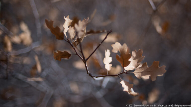 Dry lobed leaves on a thin branch catch warm light against a dark, blurred background.