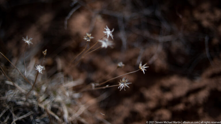 Small pale star-shaped seed heads rise on fine stems above dry vegetation against a dark blurred background.