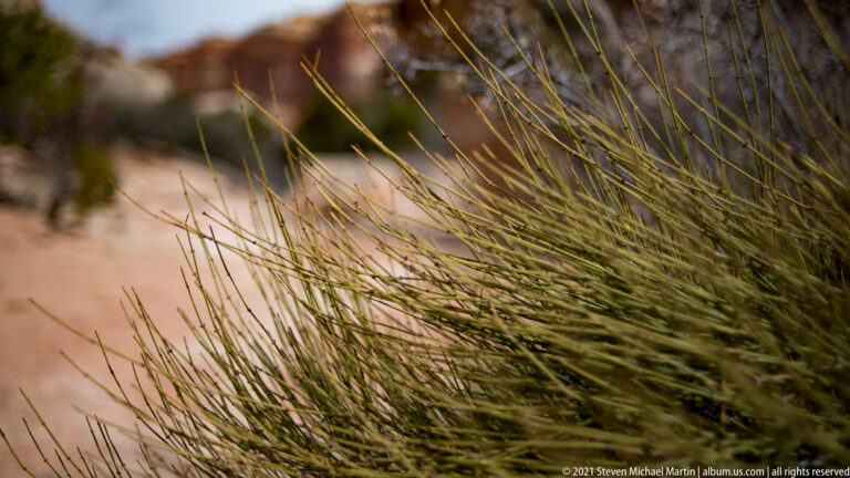 Fine green and yellow stems fill the foreground above a softly blurred sandy trail and rocks.
