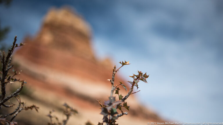A thorny shrub branch with small leaves stands before a blurred red sandstone formation and blue sky.