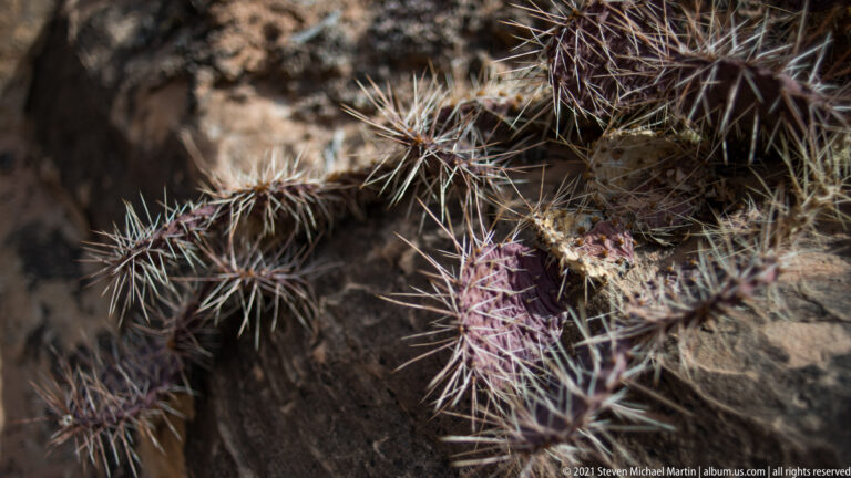 Rounded purple-green cactus stems covered in long pale spines grow among dry grass and rocks.