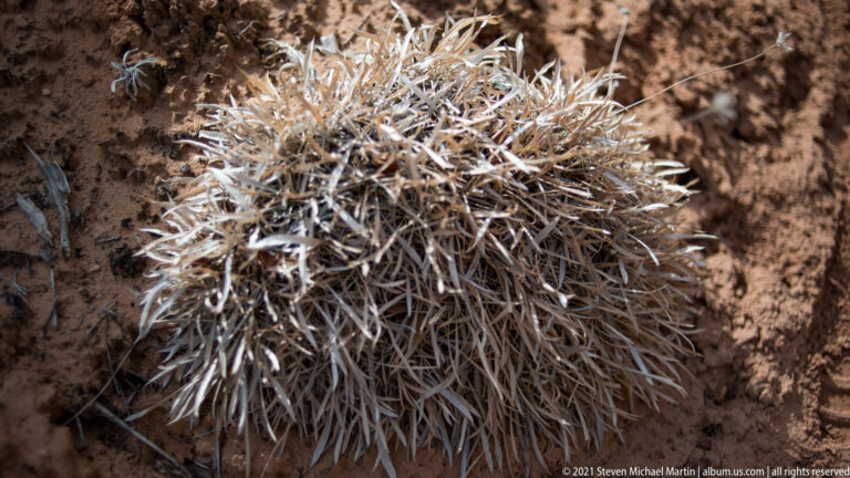 A pale rounded plant with dense branching spines sits on dry reddish soil.