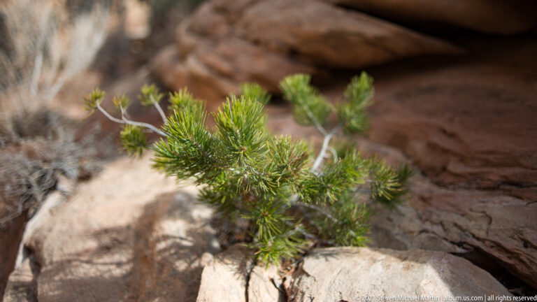 A small green evergreen shrub grows between pale sandstone boulders with red rock softly blurred behind.