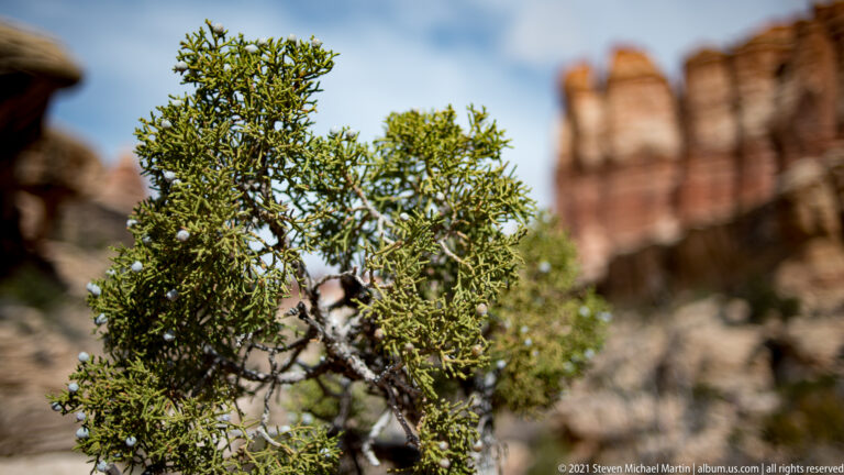 Blue-gray juniper cones sit among scaly green foliage, with blurred sandstone towers in the background.