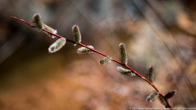 A red-brown twig with fuzzy pale catkins crosses a softly blurred background.