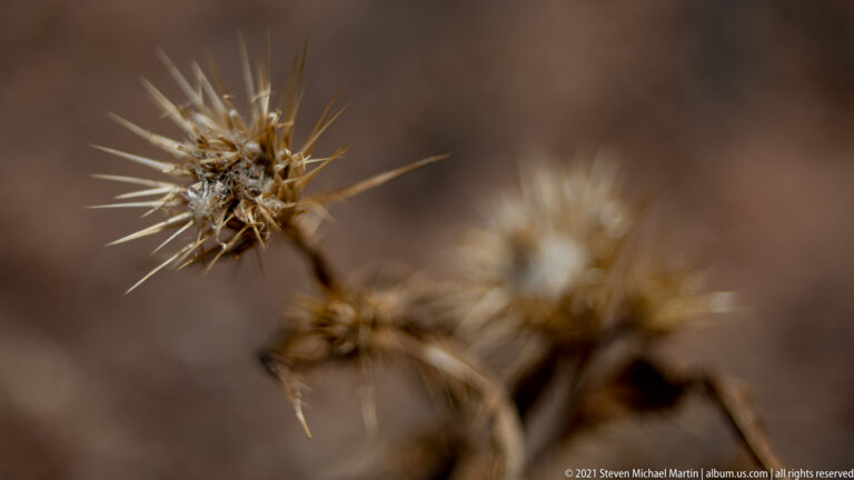 A dry plant structure with many pale pointed spines stands before blurred stems and earth.