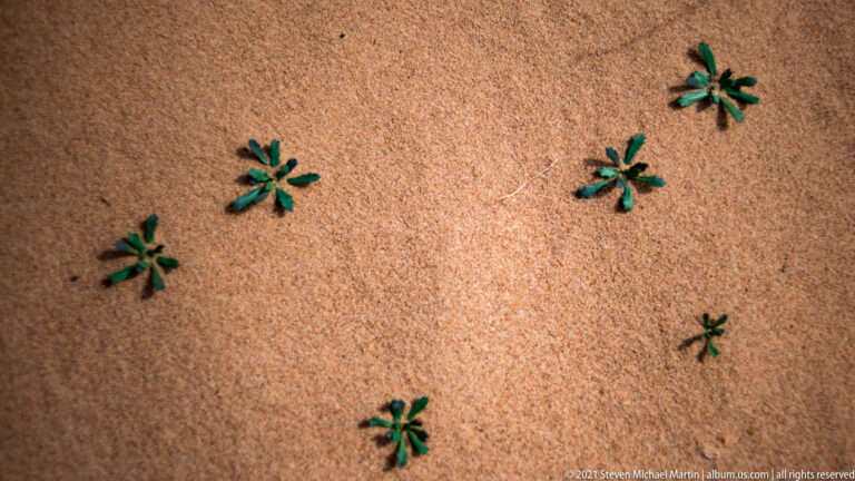 Five small green rosette plants are scattered across smooth orange sand in close view.
