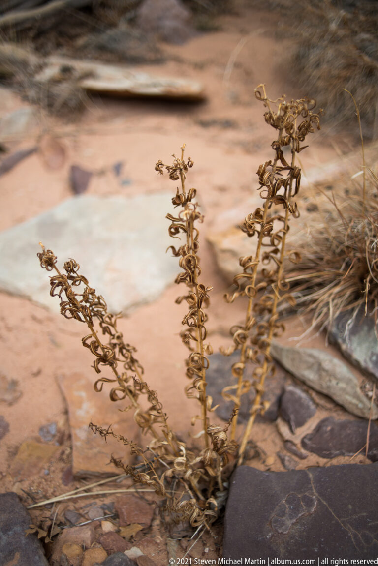 Dried branching stalks with curled seed clusters rise from pale rocky ground beside dry grass.