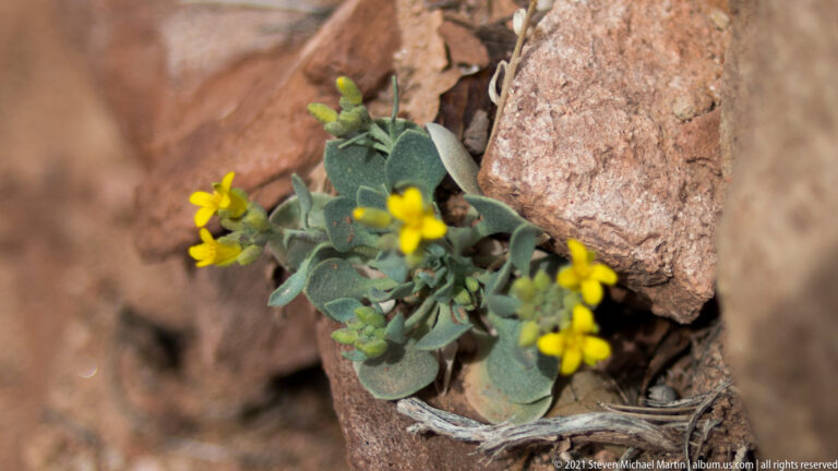 Bright yellow flowers and gray-green leaves grow beside a reddish sandstone block.