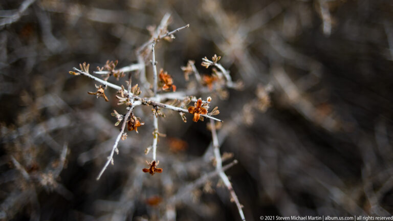 Pale branching twigs with rust-colored seed clusters stand against a softly blurred background.