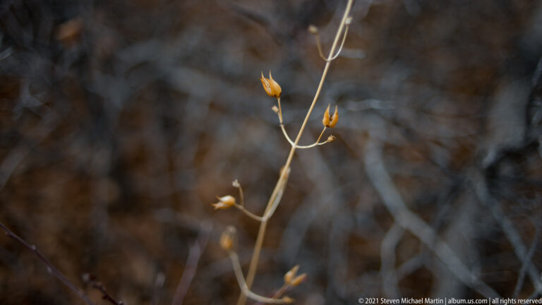 A slender pale stalk with several orange-brown pods stands against a dark blurred background.