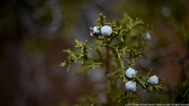 Blue-gray rounded cones cluster among green scaly leaves on a juniper branch.
