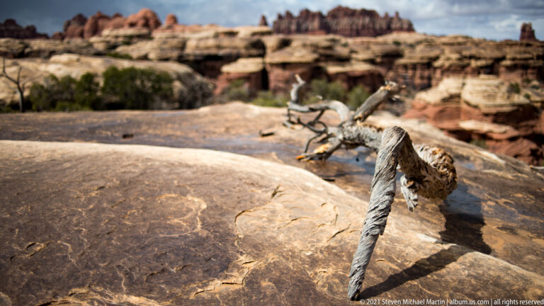 A twisted gray branch crosses smooth slickrock, with blurred red formations and sparse vegetation behind.