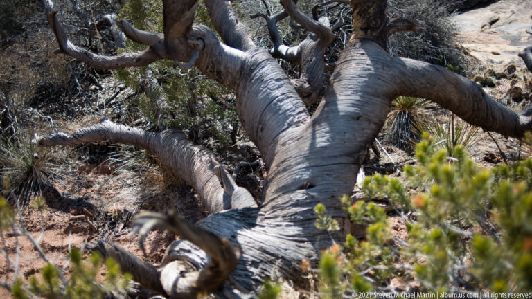 A thick, twisted juniper trunk forks across a rocky slope amid green needles and dry brush.
