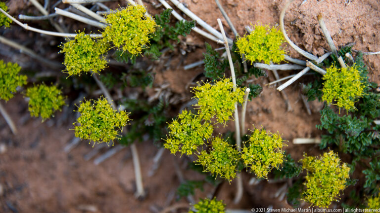 Small yellow flowers cluster among green leaves and pale spiny branches against a blurred background.