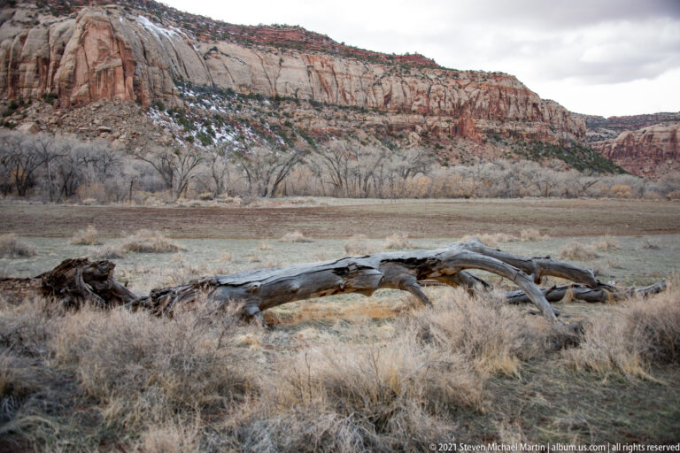 A bleached fallen tree crosses winter grassland before leafless trees and a pale sandstone escarpment.
