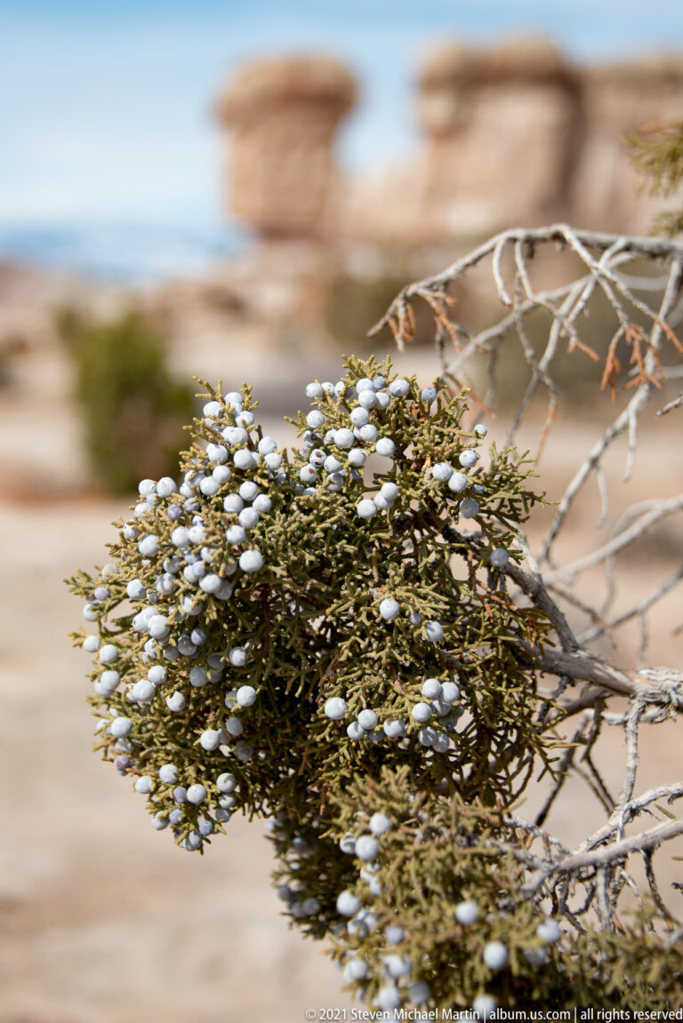 A juniper branch with dusty blue berry-like cones is sharply focused against a softly blurred rocky landscape.