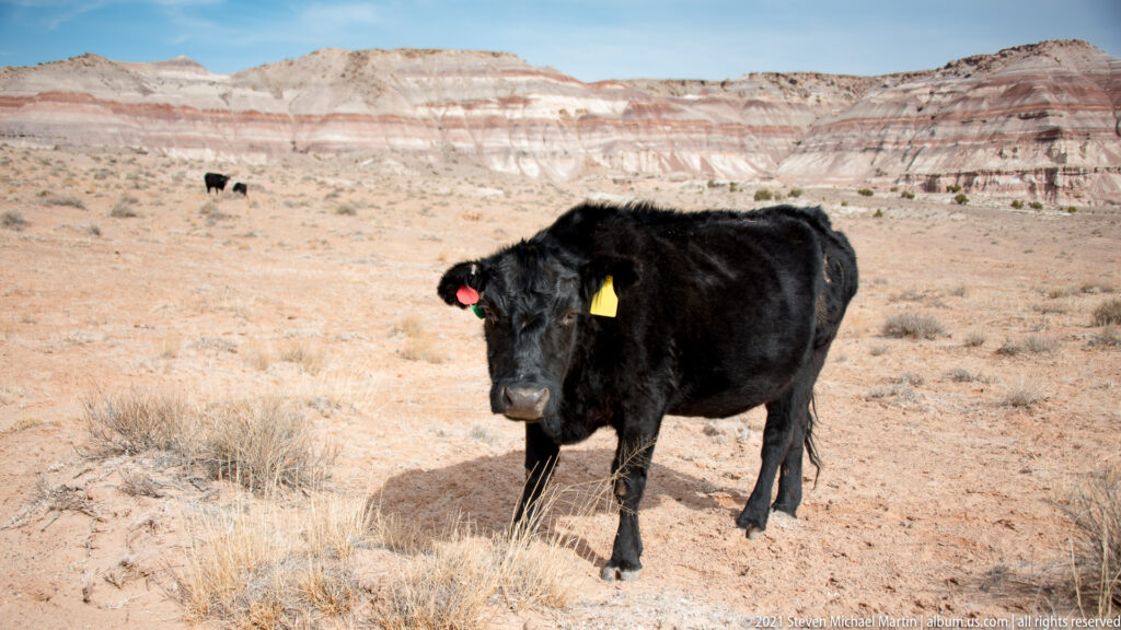 A black cow wearing an ear tag fills the foreground, with another cow and striped badland hills behind it.