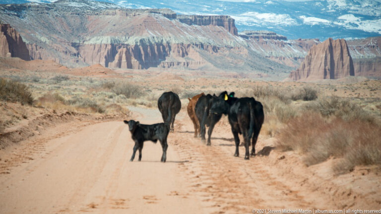 Black cattle, including a calf, stand on and beside a dirt road beneath striped cliffs.