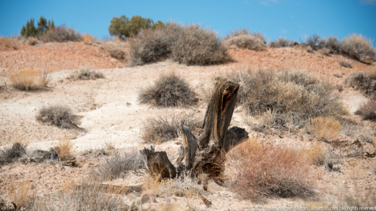 A weathered, leafless stump rises from pale sandy ground among sparse scrub and grasses.