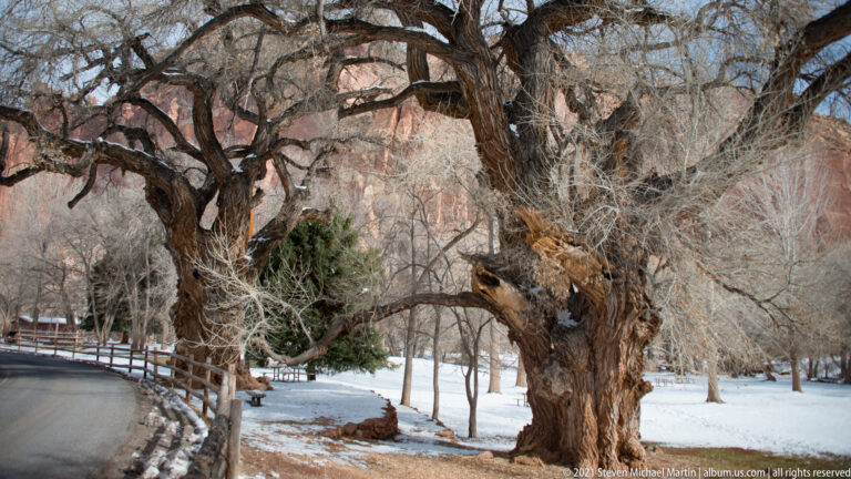 A large bare tree stands beside a curving orchard lane, fence, and snowy ground.