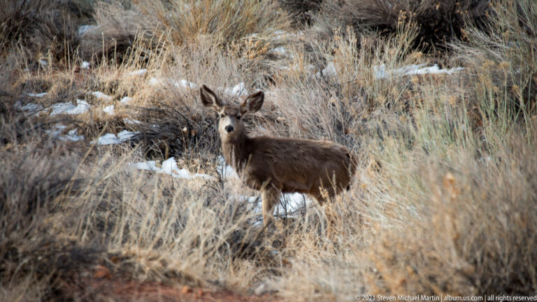 A mule deer faces the camera among dry grasses and brush, with patches of snow on the ground.