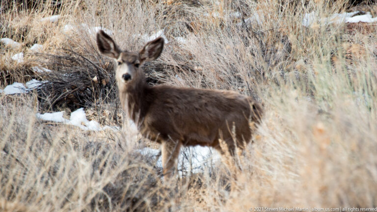 A mule deer with large ears stands in dormant grasses and looks toward the camera.
