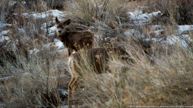A mule deer looks toward the camera from behind dry shrubs and grasses on a snowy slope.