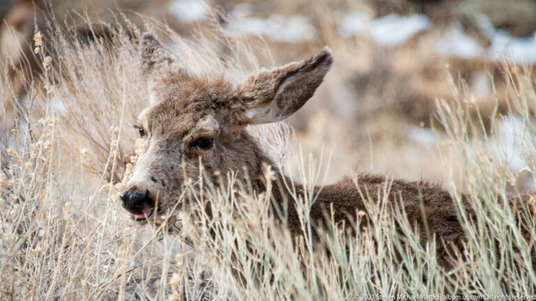 A mule deer lowers its muzzle into tall grass, its large ear and dark eye visible in close-up.