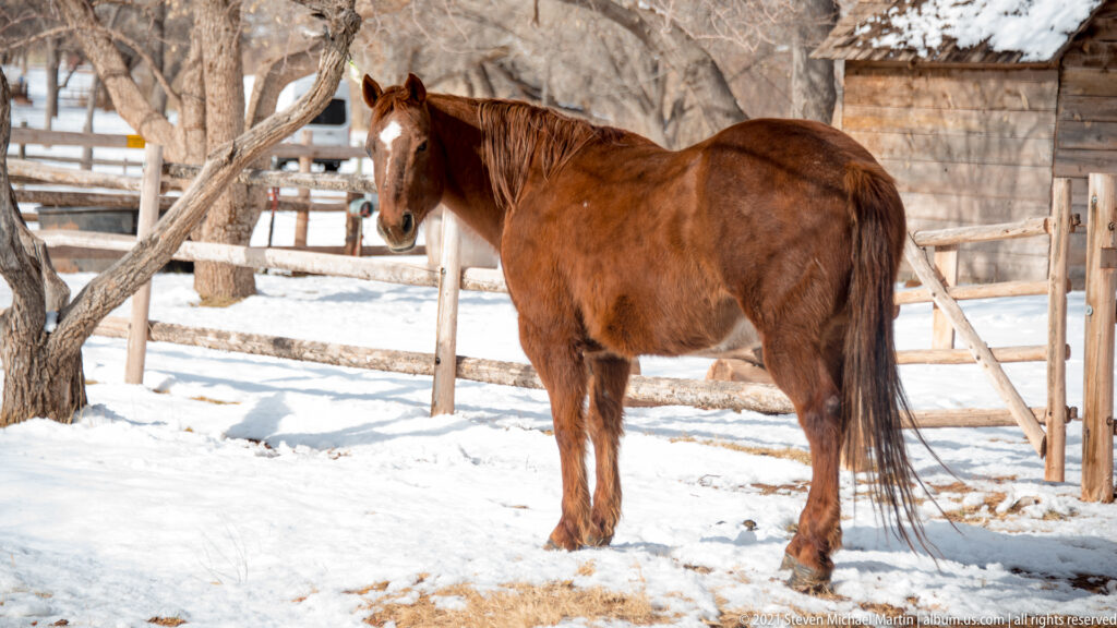 A chestnut horse stands in snow beside a bare tree, wooden fencing, and a rustic building.