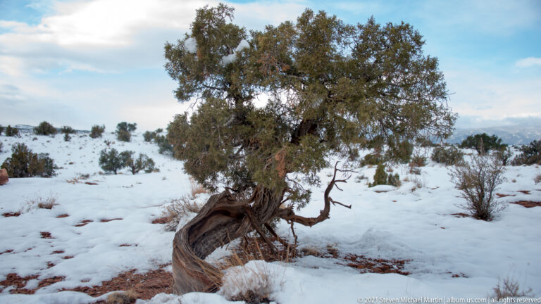 A juniper with a twisted trunk stands in a snowy clearing among scattered shrubs.