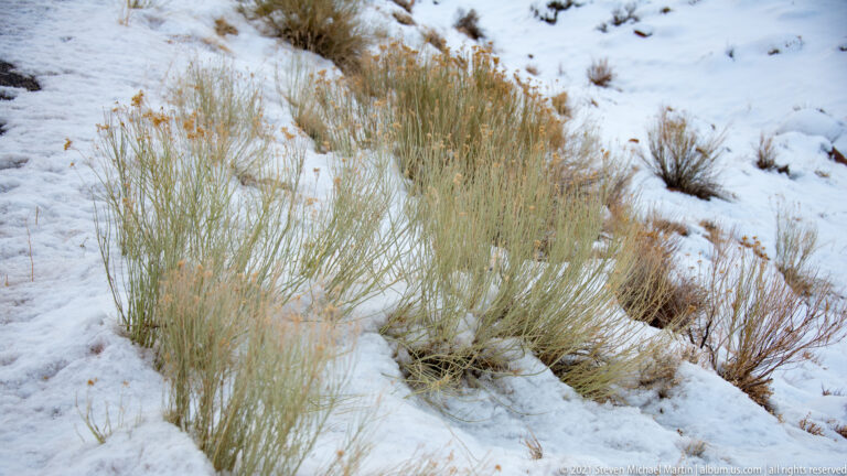 Straw-colored grasses rise through snow on a gentle slope dotted with small shrubs.